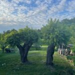 Gelso a Fonzaso, Cortile dell’azienda agricola “Bonan S.S.”, altra foto