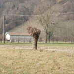 Gelso a Feltre, via Culiada, altra foto