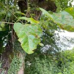 Gelso a Sedico, Parco di Villa Zuppani, altra foto