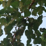 Gelso a Villorba, Trattoria “Al Morer”, altra foto