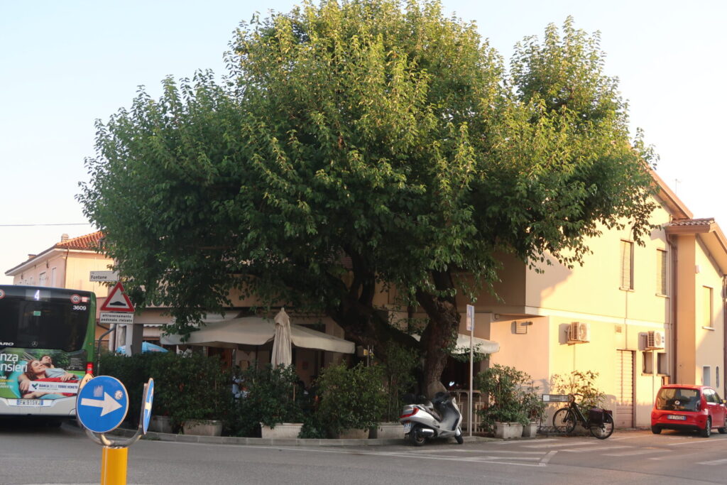 Gelso a Villorba, Trattoria “Al Morer”, foto principale