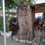 ravvicinata del tronco