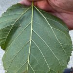 Foglia semplice, pagina inferiore