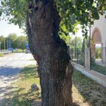 ravvicinata del tronco