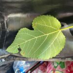 Foglia semplice, pagina inferiore