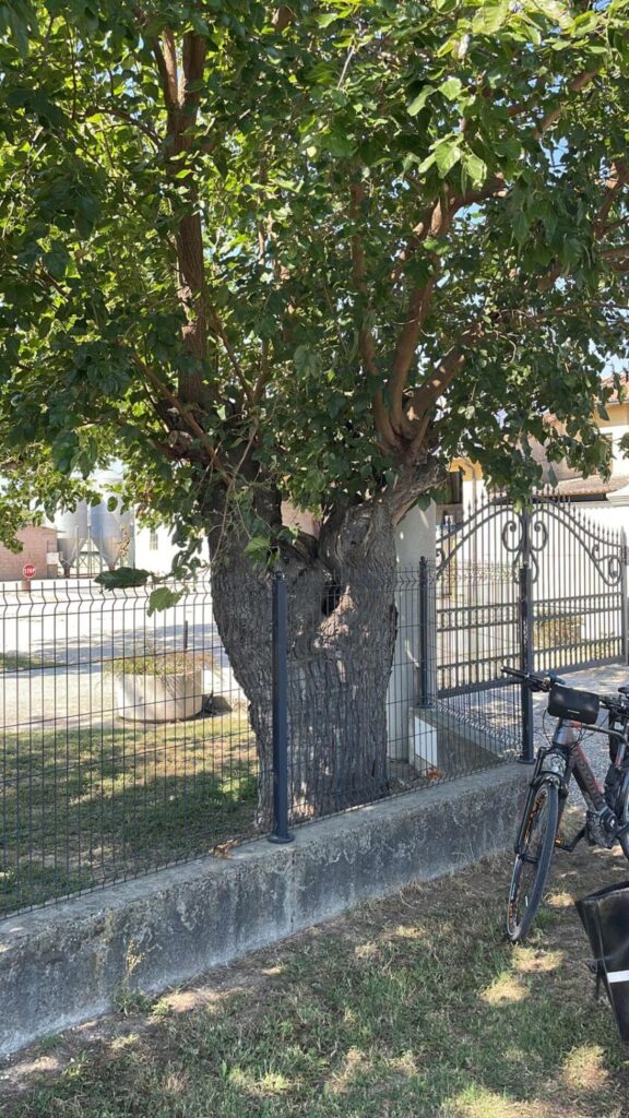 Gelso a Campiglia dei Berici, foto principale
