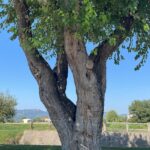 Gelso a Campiglia dei Berici, Tenuta agricola Gastone Zen, altra foto