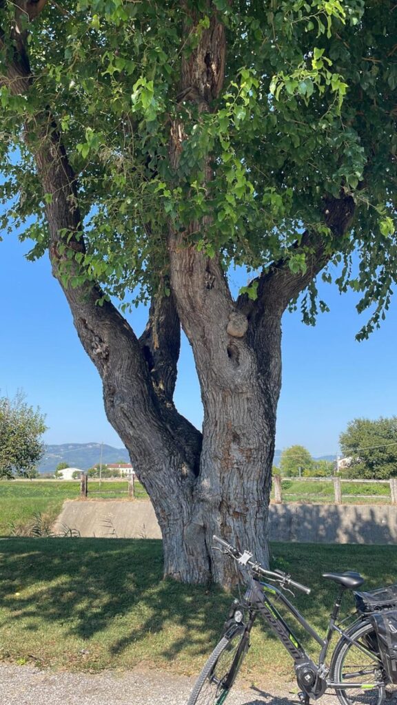 Gelso a Campiglia dei Berici, Tenuta agricola Gastone Zen, foto principale