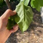 Foglia semplice, pagina inferiore