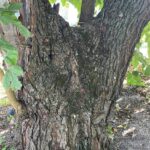ravvicinata del tronco