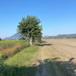 Gelso a Lozzo Atestino, via Palazzon, altra foto