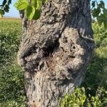 ravvicinata del tronco