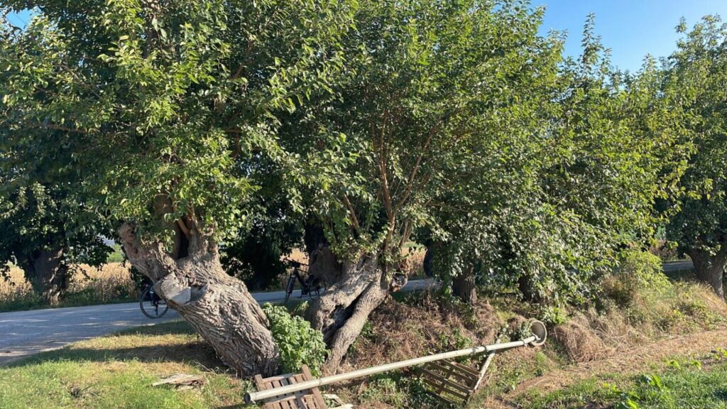 Gelso a Lozzo Atestino, via Pergolette, foto principale