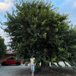 Gelso a Torreglia, via Monte Sengiari, altra foto