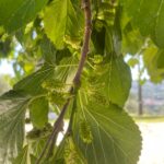 ramo dell’anno (con gemme e lenticelle visibili)