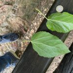Foglia semplice, pagina inferiore