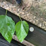 Foglia semplice, pagina superiore