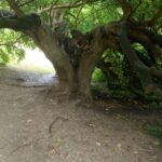 Gelso a Verona, Parco delle Colombare, altra foto