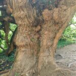 ravvicinata del tronco