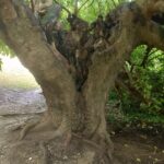 Gelso a Verona, Parco delle Colombare, altra foto