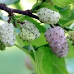 Frutti