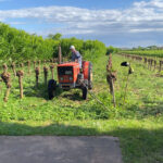 Gelseto Azienda Agricola Dametto, altra foto
