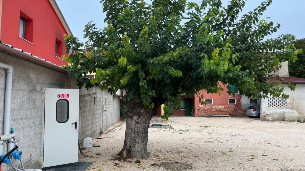 Gelso Cantine Augusta, foto principale