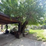 ravvicinata del tronco