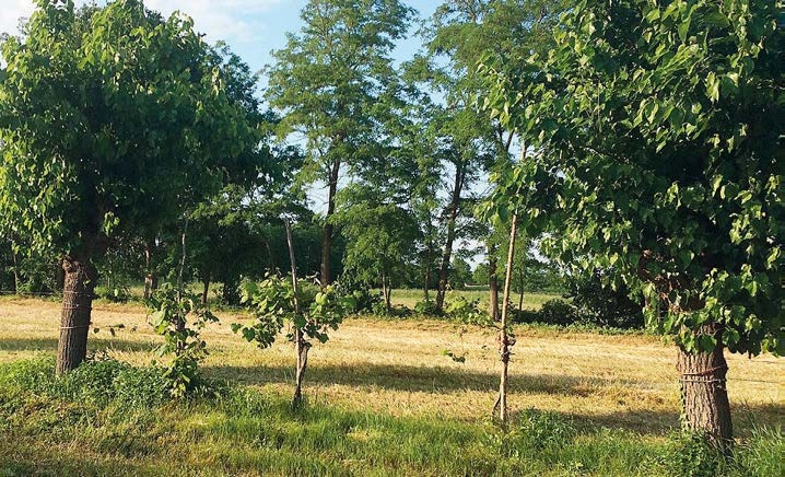 Filare di gelsi in un campo